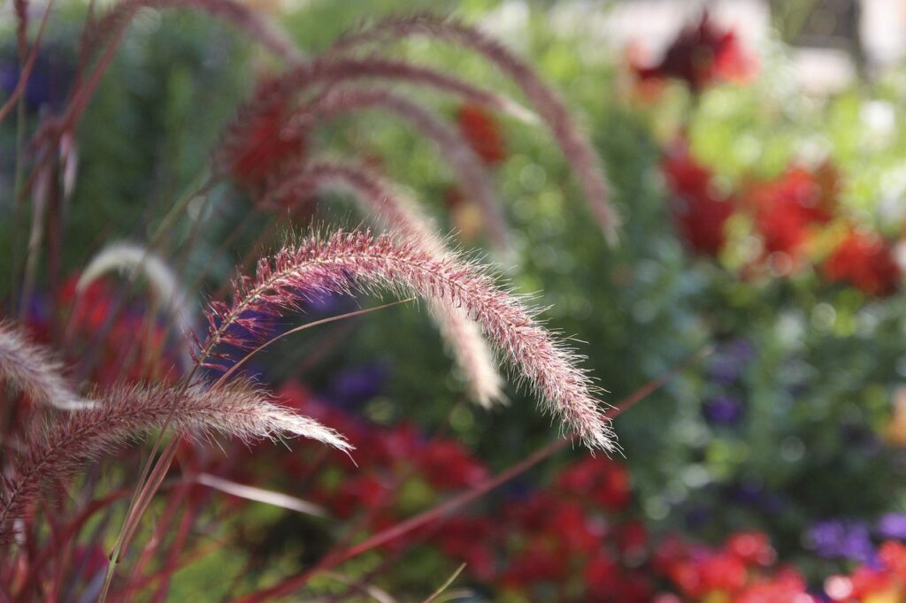 african pearl millet, plant, red-4372803.jpg