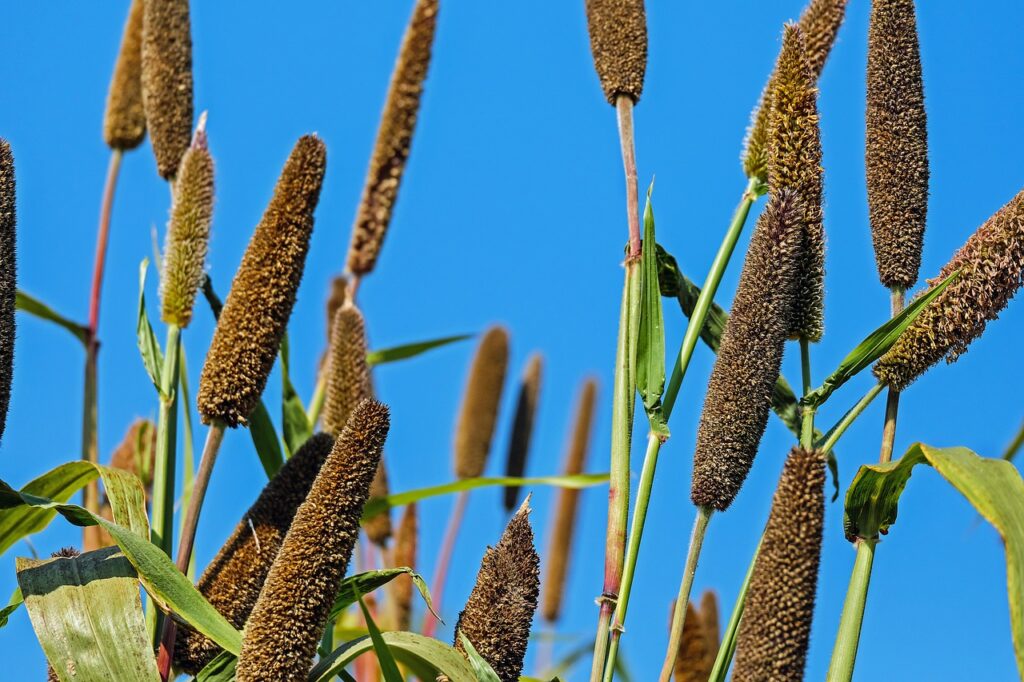 millet, pearl millet, cattail millet-1697117.jpg