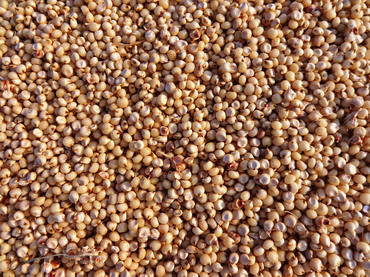 sorghum, jowar, seeds-275258.jpg