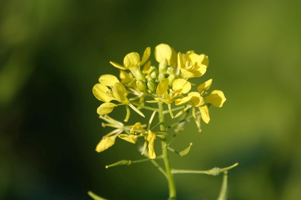 yellow mustard, mustard, blossom-4686742.jpg